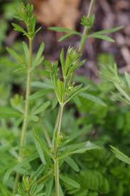 Image result for Galium spurium