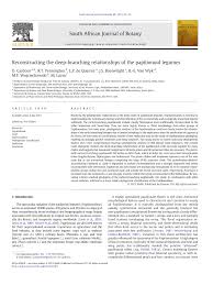 Image result for Ophrestia radicosa