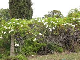 Image result for Rosa laevigata