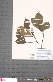 Image result for Maesobotrya floribunda