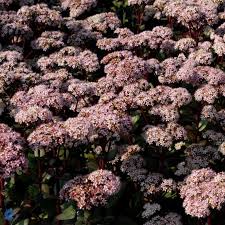 #sankthansurt ja sellega seotud räsimärgid. Sankthansurt Sedum Matrona Webplanteskolen Dk