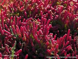 Image result for Salicornia perrieri