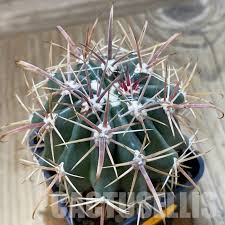 Image result for Stathmostelma