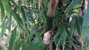 Image result for Oxytenanthera abyssinica