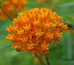 Asclepias Tuberosa Pleurisy Root Butterfly Milkweed Rolfs Milkweed Indian Paintbrush Pfaf Plant Database