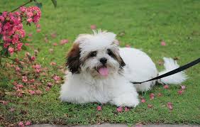 Imperial shih tzu breeder in: Hd Wallpaper Sitting Adult White And Brown Shih Tzu With Black Leash On Green Grass Wallpaper Flare