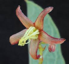 Image result for Tacazzea apiculata