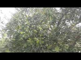 Zeytin fidanları arası 5×5 metre olacak şekilde dikilir. Domat Zeytin Agaci Kac Kilo Zeytin Verir Zeytin Agaci Ne Kadar Zeytin Verir Golectures Online Lectures