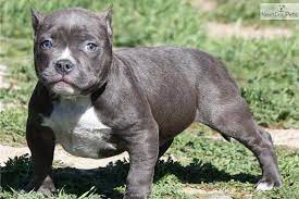 Black American Pitbull Wallpaper 9 Cute American Bully Puppies All Puppies Pictures And Wallpapers Jpg 9 Cute Dogs Cute Cats And Dogs American Pitbull Terrier