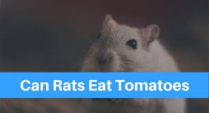 They are a great food to offer to your beloved pets. Can Rats Eat Tomatoes Petsolino