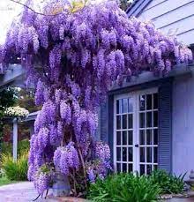 Wisteria Purple Wisteria Plants Flower Garden