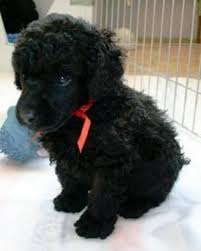 Dog Breed Black Miniature Poodle Poodle Puppy Toy Poodle Black Poodle Puppies For Sale
