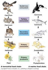 Most organisms consume—and are consumed by—more than one species. April 2013 I Am So Food Chain Homeschool Life Science Ecosystems