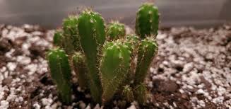 Cactus are typically dormant in the winter. Wild Pachanoi X Pallarensis Seedling World Seed Supply