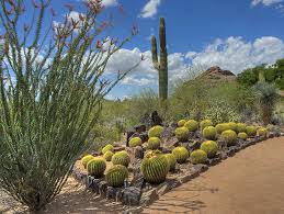 Desert Botanical Gardens Phoenix United States Arizona Afar In 2020 Desert Botanical Garden Desert Botanical Garden Phoenix Botanical Gardens
