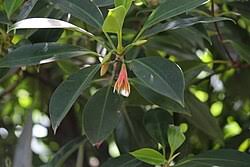 Image result for Bruguiera