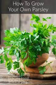 How To Grow Parsley Yourself Growing Parsley Easy Herbs To Grow Growing Herbs Indoors