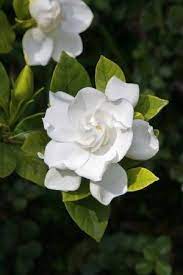 White Gardenia Gardenia Shrub Gardenia Bush Plants