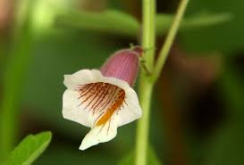 Image result for Ceratotheca sesamoides