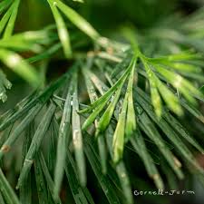 Image result for Actiniopteris radiata