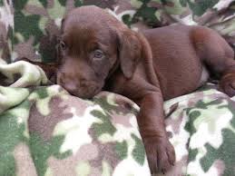 Our chocolate labrador retriever puppies for sale make one of the best companions for a family and home. Lab Puppies Male And Female Black Chocolate And Yellow For Sale In Toledo Ohio Classified Americanlisted Com