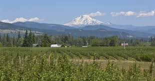 In order to produce fruit buds and fruit in the spring, the tree must be exposed to a certain number of chill hours during the dormancy period, or hours between 32° and 45° f. The Best Fruit Trees For The Pacific Northwest Progardentips