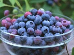 Myrtilles Prunes Raisins Pommes Protegent Du Diabete Le Quotidien Du Medecin