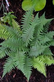 Image result for Dryopteris kilemensis