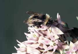 Image result for Bombus sylvestris