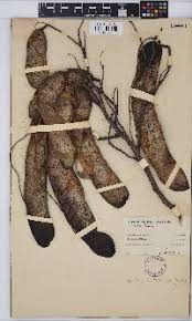 Image result for Eriosema burkei