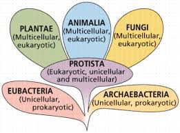 Biological Diversity I