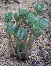 Kalanchoe Marmorata Plants Succulents Cactus Plants