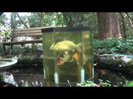The Fish Penthouse An Above Water Aquarium Youtube Fish Dome Koi Pond Pond