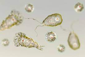 Jadi, mikroorganisme yang diamati siswa tersebut dikelompokkan ke dalam protista mirip hewan (protozoa) karena memiliki alat gerak. Soal Uas Biologi Protista Mirip Hewan Halaman All Kompas Com