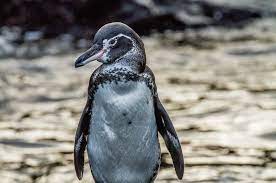 Females are smaller than males. Galapagos Penguins Find A Cool Refuge In A Warming World Conservation