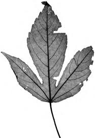 Image result for Tannodia swynnertonii