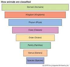 Taxonomy Definition Examples Levels Classification Taxonomy Biology Taxonomy Animal Classification