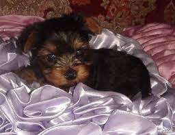Most toy dogs are small enough to be lap dogs that can be held in your arms or sit in your lap. Healthy Teacup Yorkies Available For Sale In Fort Worth Texas Classified Americanlisted Com