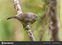 Image result for Newtonia