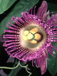 Image result for Paropsia