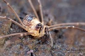 Image result for Dicranolepis