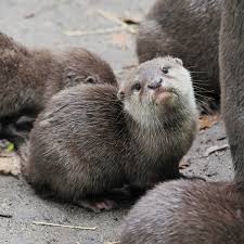 Otters