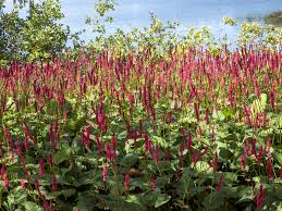 Image result for Persicaria amplexicaule