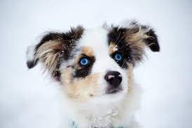 The australian shepherd has a very strong herding background and instinct and the great dane has a strong hunting and working lineage. Australian Shepherd Border Collie Pomeranian Mix Novocom Top