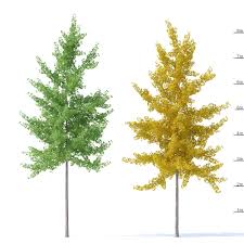 He noticed an interesting trend. Ginkgo Biloba Trees 8m 3d Model Cgtrader
