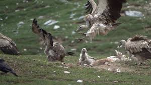The latest mass poisoning incident was reported this saturday, when at least 20 himalayan griffon vultures were found dead in a paddyfield at lahon gaon, konwarpur, in the sivasagar distric in assam (india). Himalayan Griffon Vultures Aggressive Displays Youtube