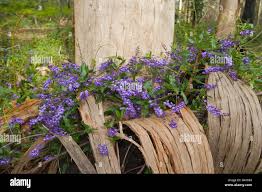 Image result for Hardenbergia comptoniana