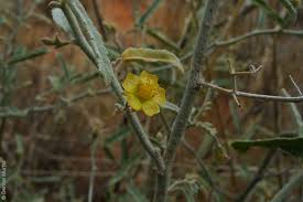Image result for Sida serratifolia