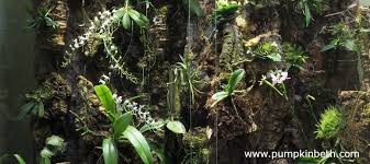 Image result for Angraecum sacciferum