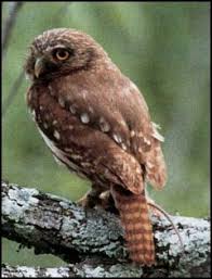 The owl prefers desertscrub thickets, trees and large cacti for nesting and roosting. The Cactus Ferruginous Pygmy Owl Is It A Real Species Wryheat